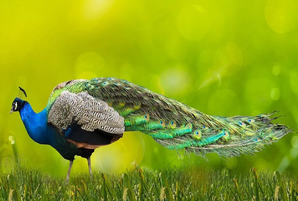 amroha to make food national bird peacock killed accused arrested