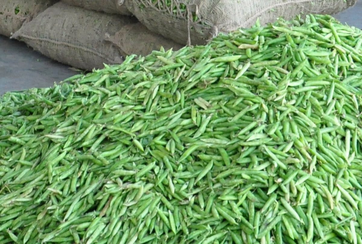 Pea crop damaged in kullu himachal due to no rain since two months