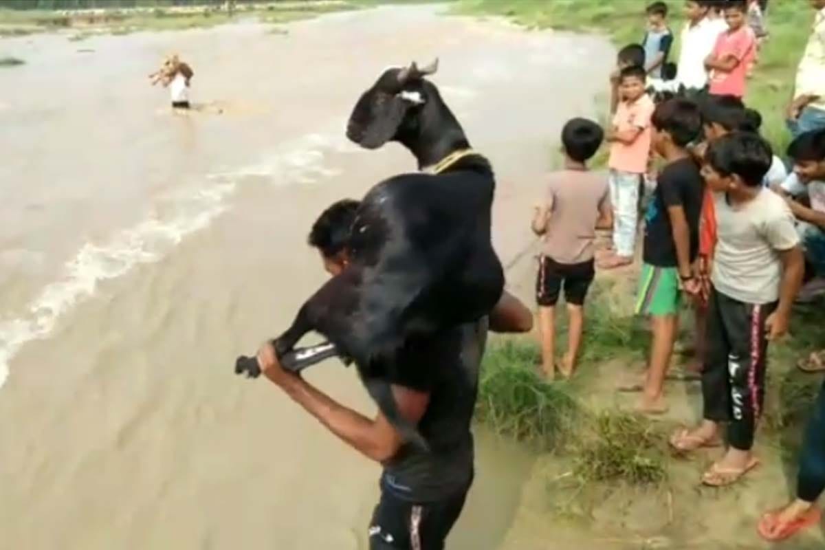 rainy rivers in spate in saharanpur, people seen on the river carrying bikes and goats on their shoulders