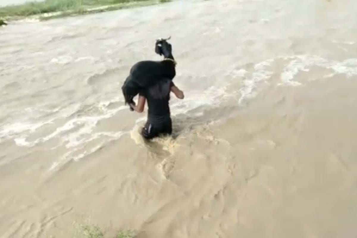 rainy rivers in spate in saharanpur, people seen on the river carrying bikes and goats on their shoulders