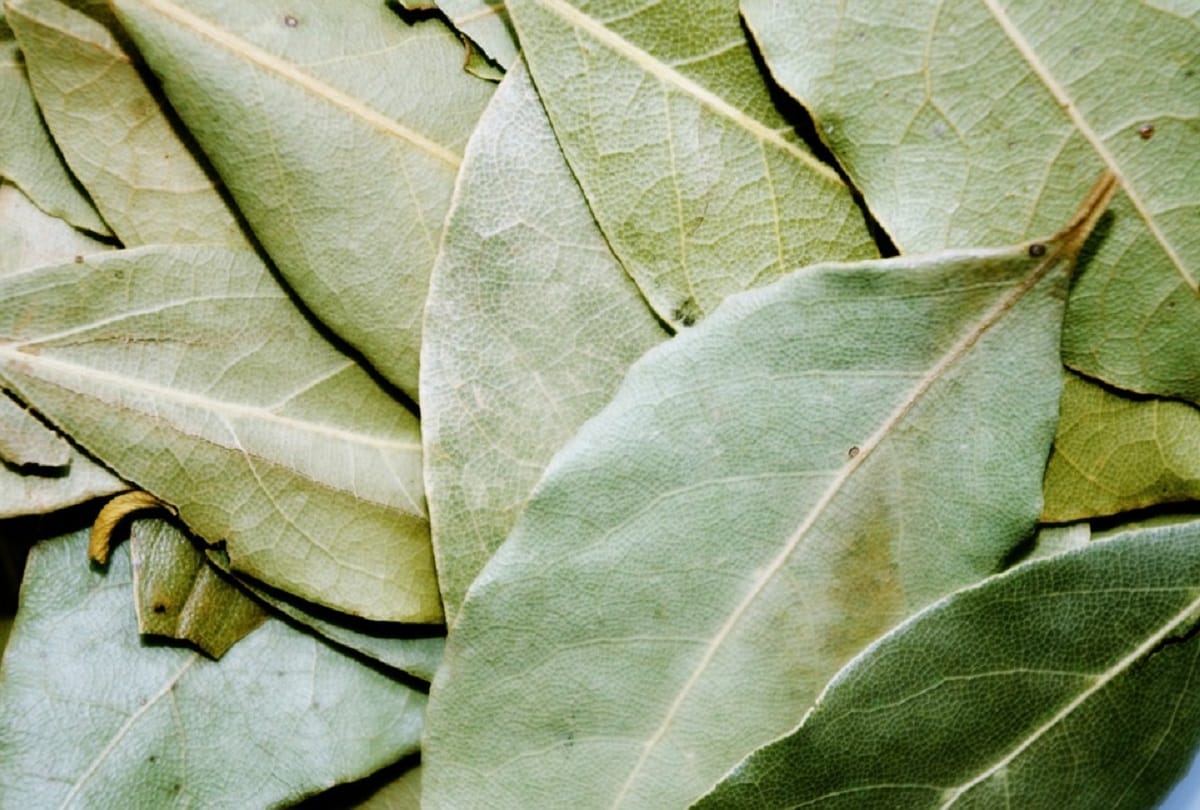 tej patta benefits for diabetes and heart patients