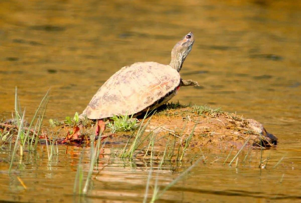 world turtle day: ten rare turtle species found in chambal river