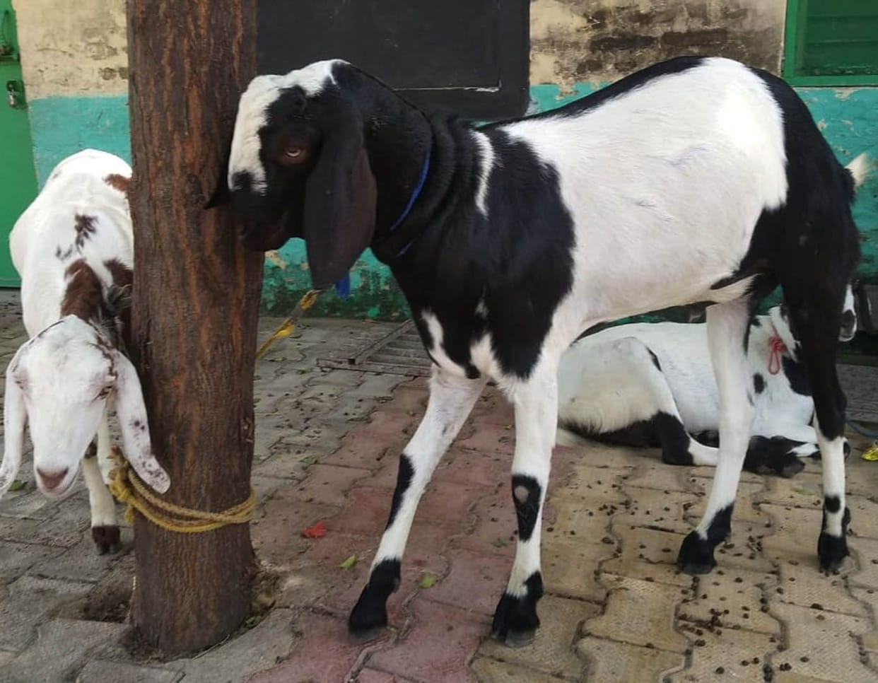 Eid-ul-Azha, business of cattle traders affected