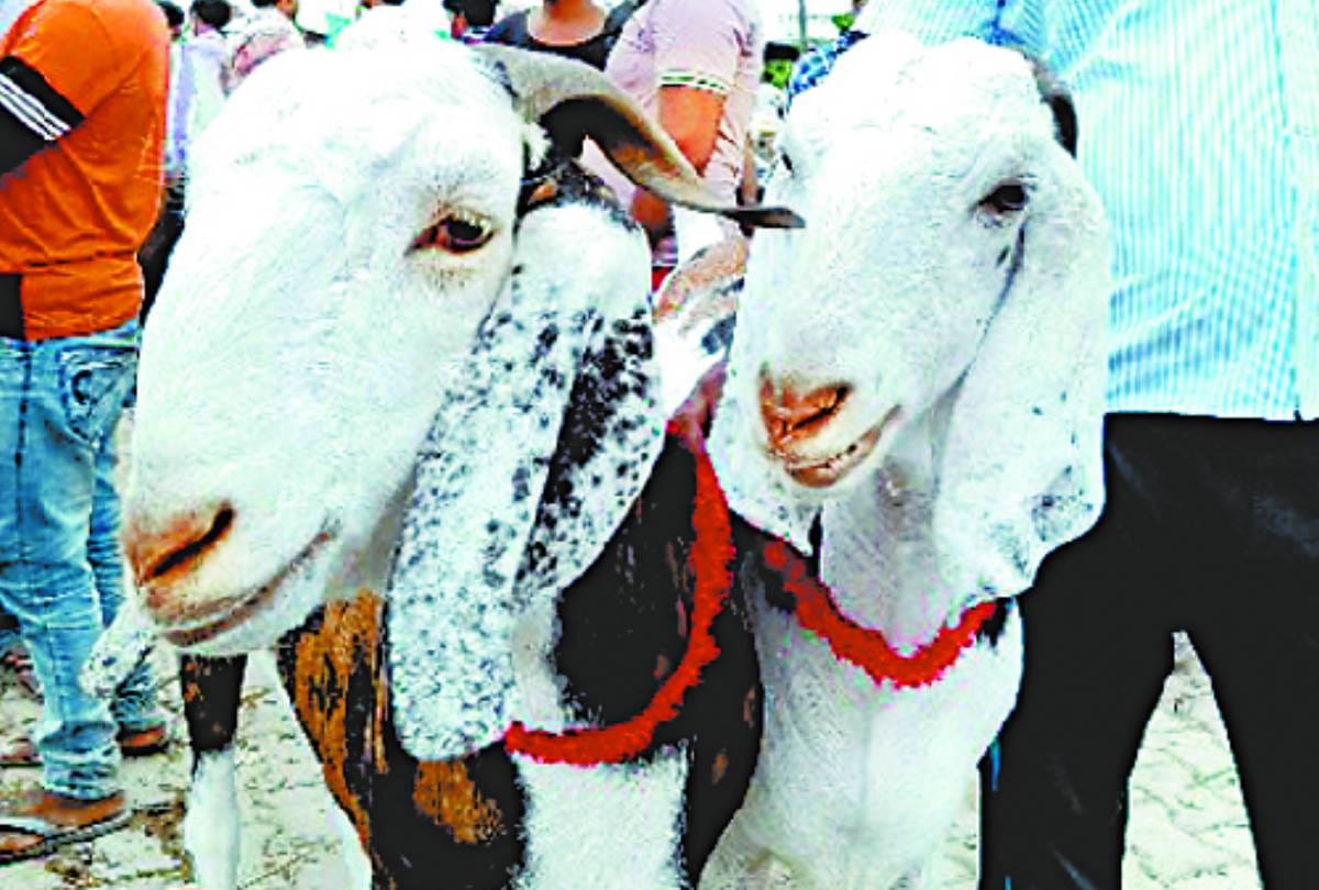billy goat market in dubagga in lucknow