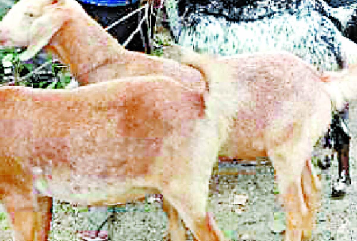 billy goat market in dubagga in lucknow