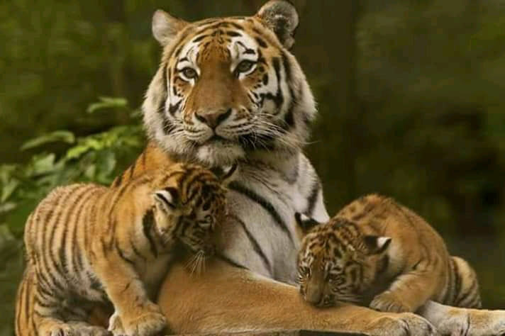 Special on World Tiger Day: increasing population of tigers, challenges along with happiness
