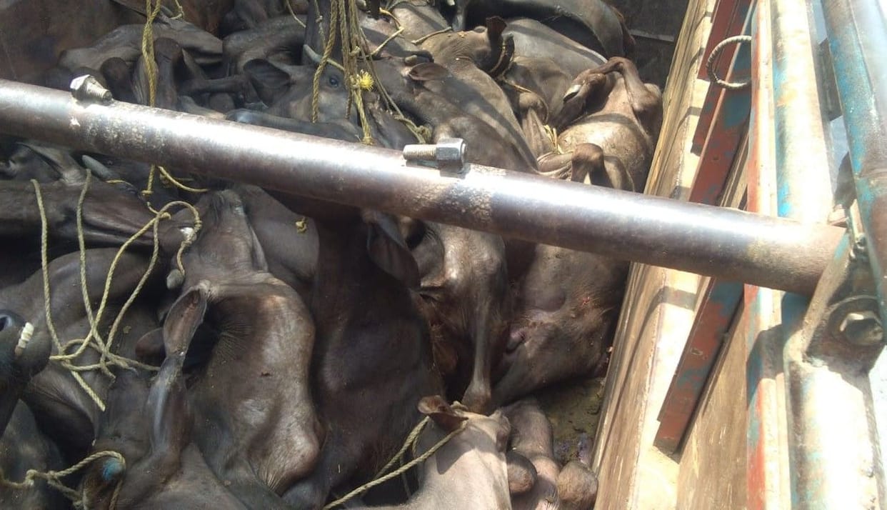 Hathras: Three vehicles filled with cattle being taken for cutting, seven arrested