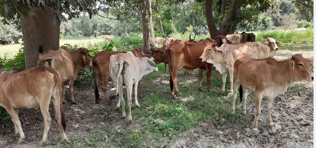 Hathras: 400 cows were left in unclaimed condition