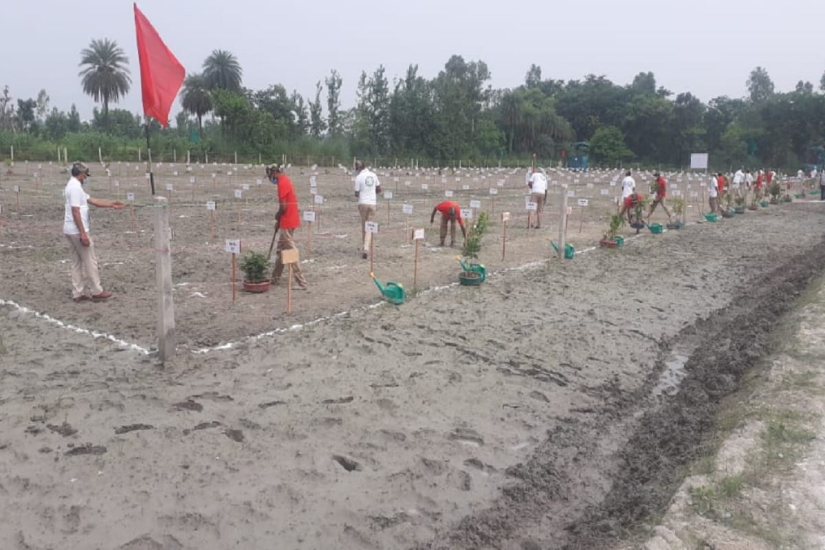 The forest department team has planted 360 plants of 30 species in 55 minutes for create a world record in Hastinapur