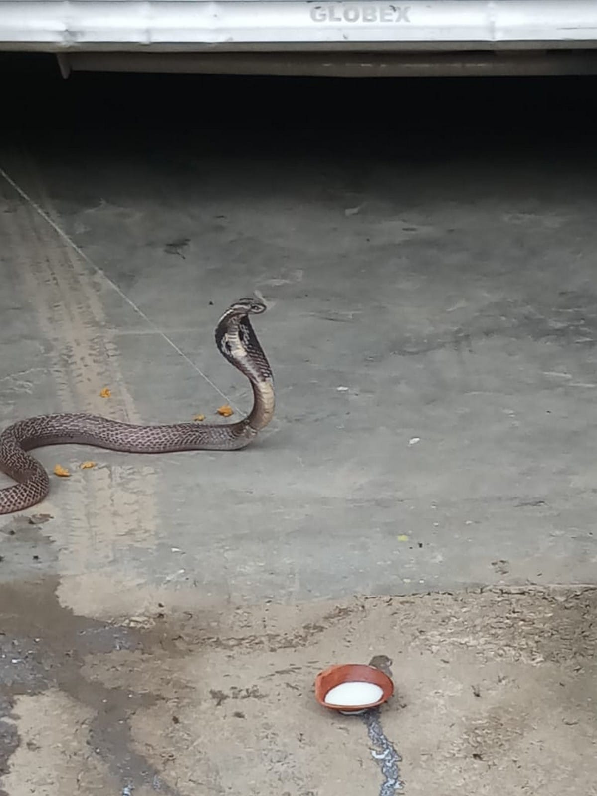 Uttar Pradesh Mirzapur poisonous snake entered in pant man standing two hours same position for save life