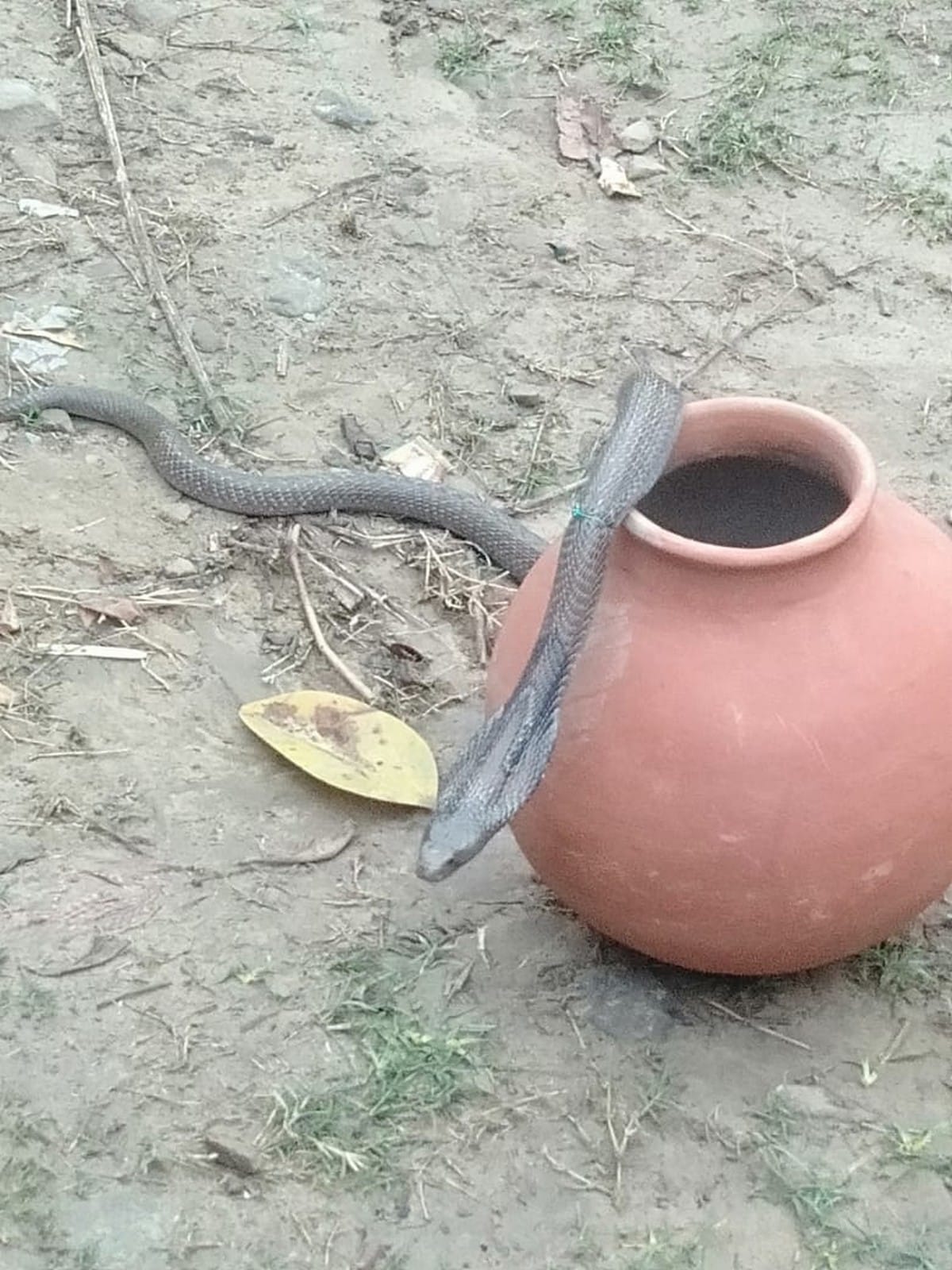 Uttar Pradesh Mirzapur poisonous snake entered in pant man standing two hours same position for save life