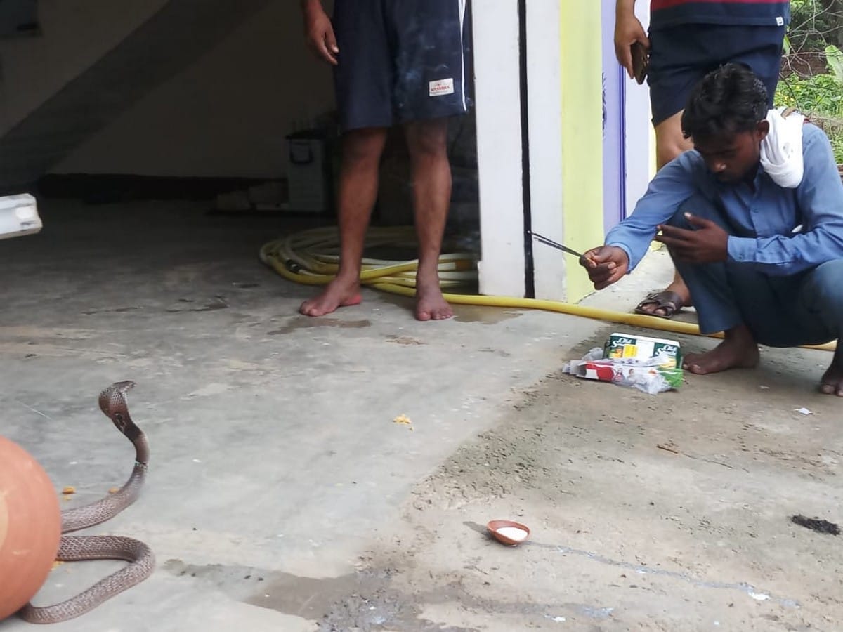 Uttar Pradesh Mirzapur poisonous snake entered in pant man standing two hours same position for save life