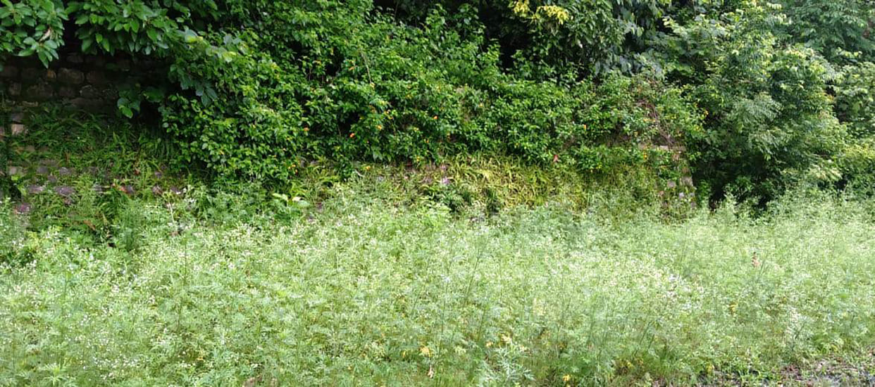 Lantana grass increases in Corbett Tiger Reserve; Crisis on tiger food also