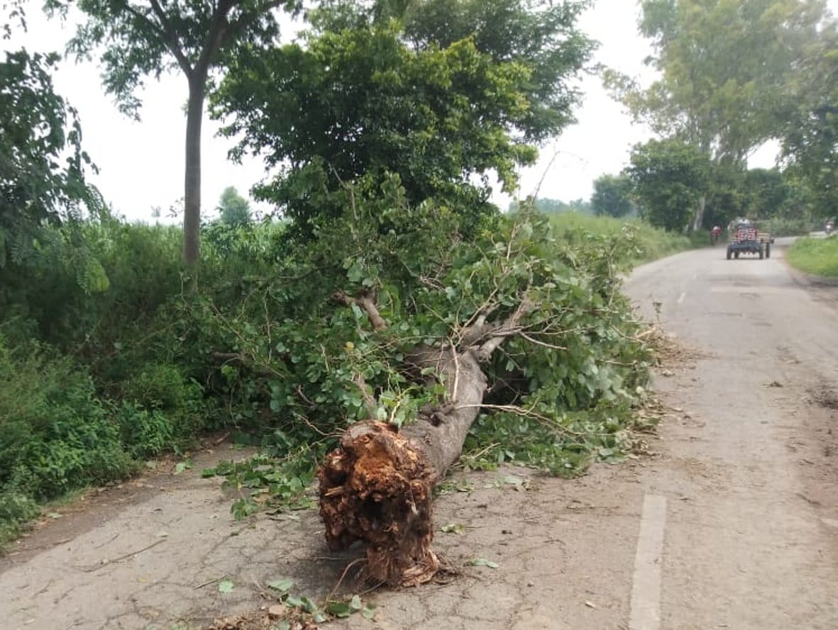 Trees torn by storm, power supply stalled for eight hours