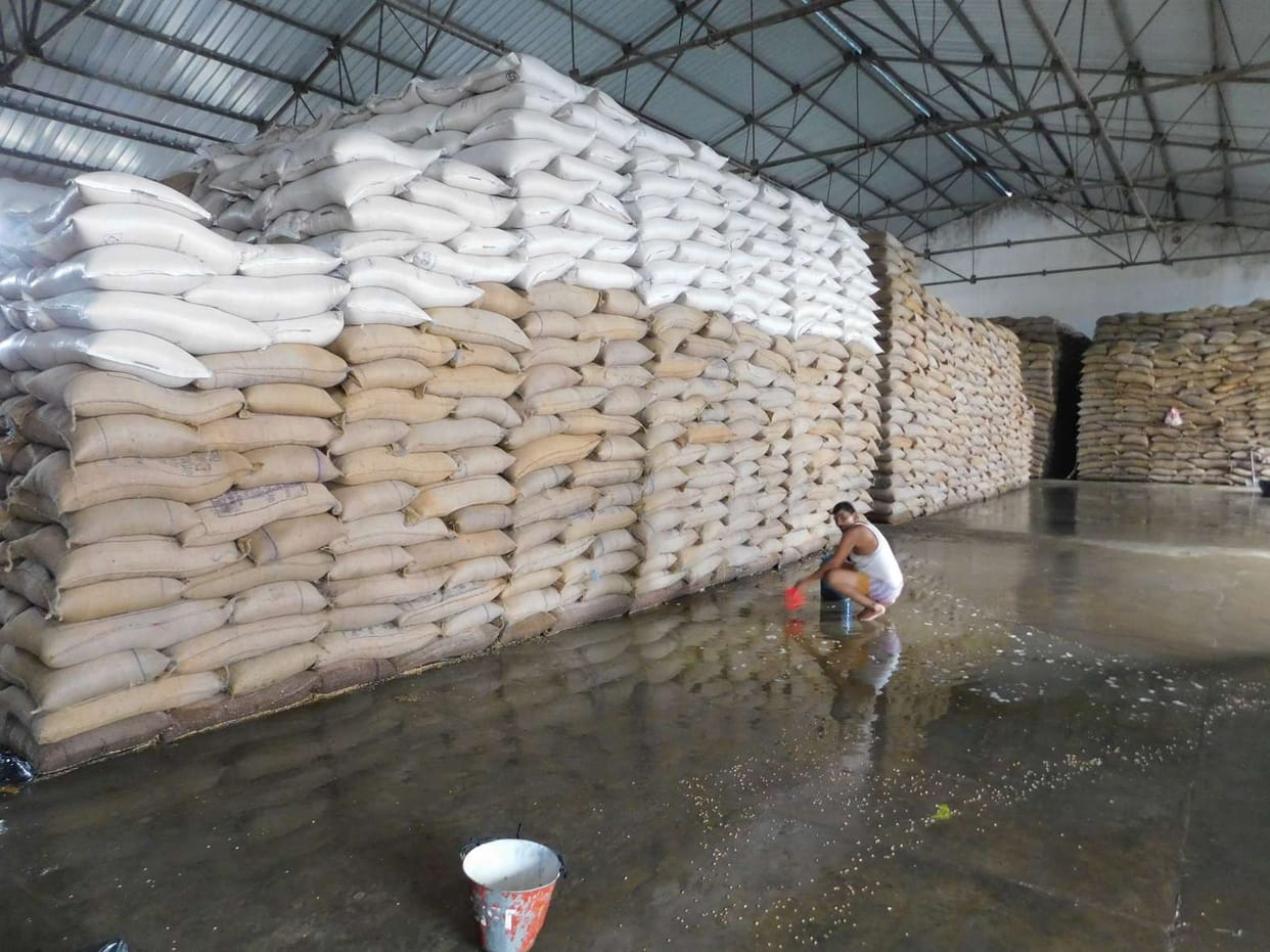 Rain water enters warehouse, thousands of quintals of wheat drenched