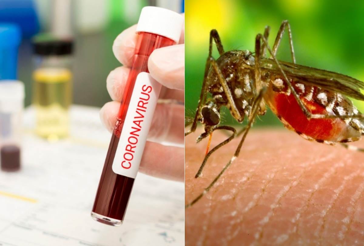 Dengue patients found during corona pandemic in Chandigarh
