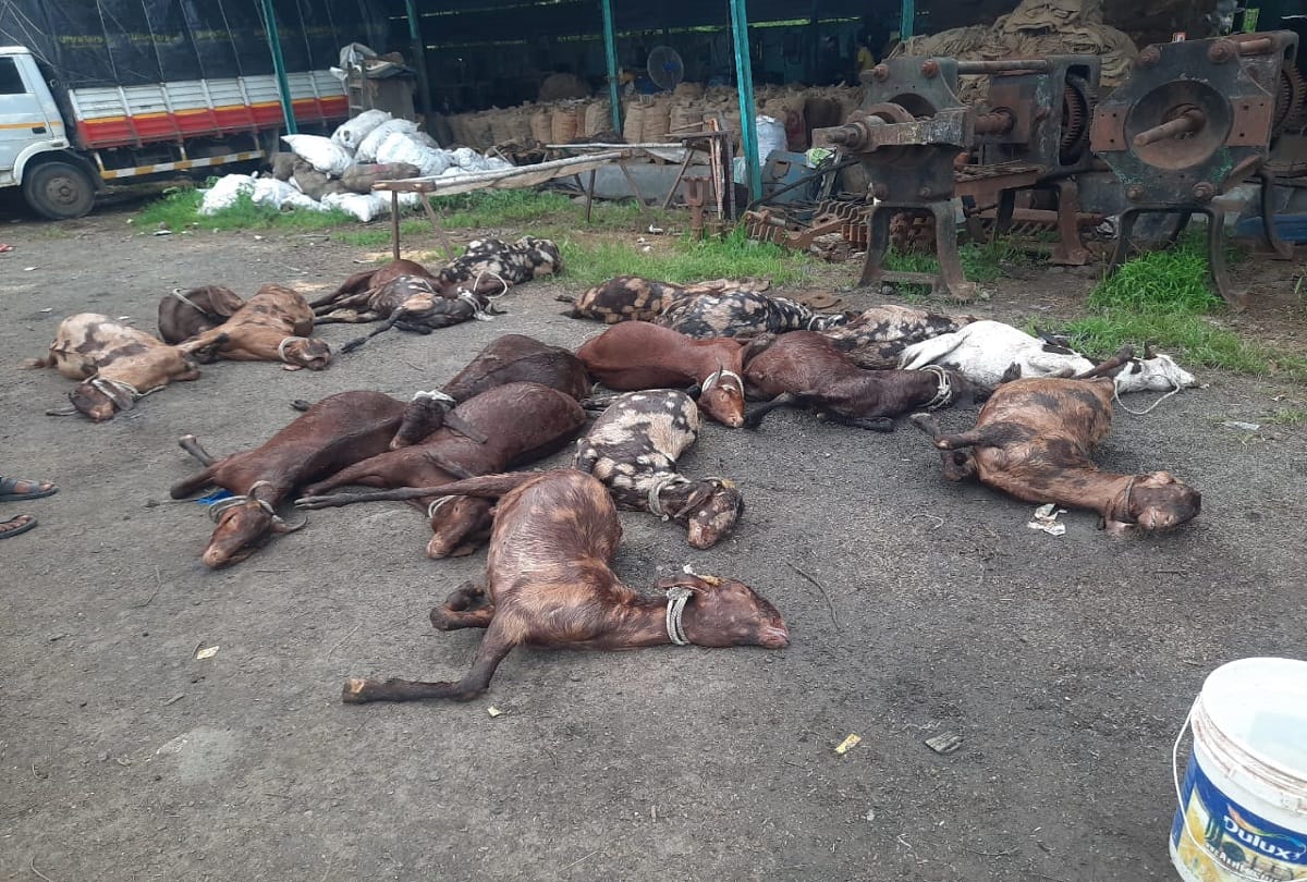 Hundreds of goats on the Maharashtra-Gujarat border died before the sacrifice