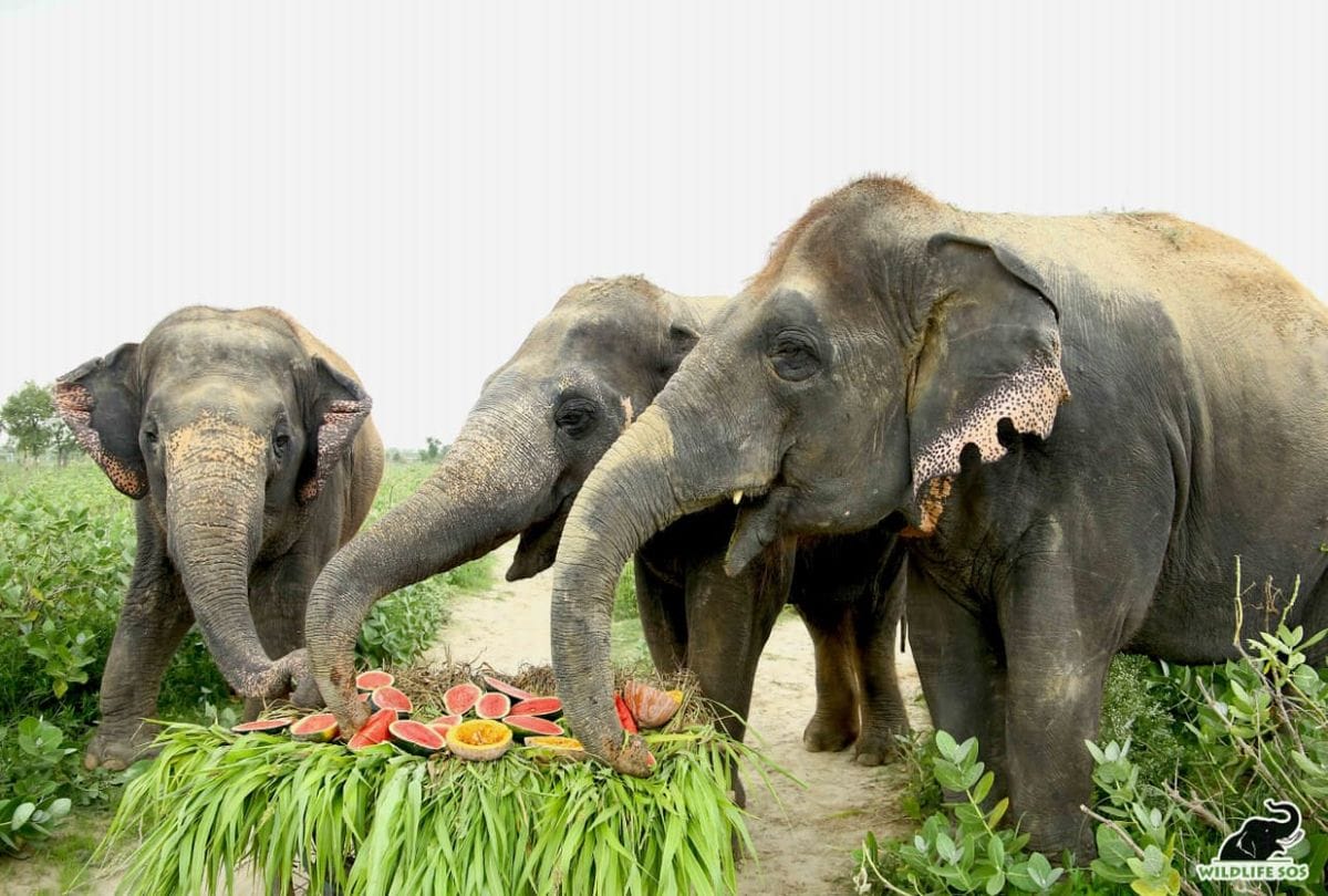 Laxmi Elephant Celebrate 7th Birthday