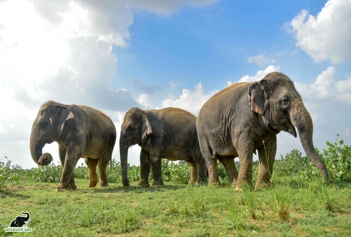 Elephant crushed killed girl died herd of elephants in Sonbhadra