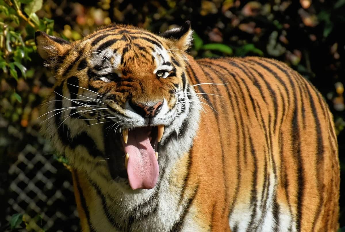 A Tiger named Walker travels 3000 km in search of partner