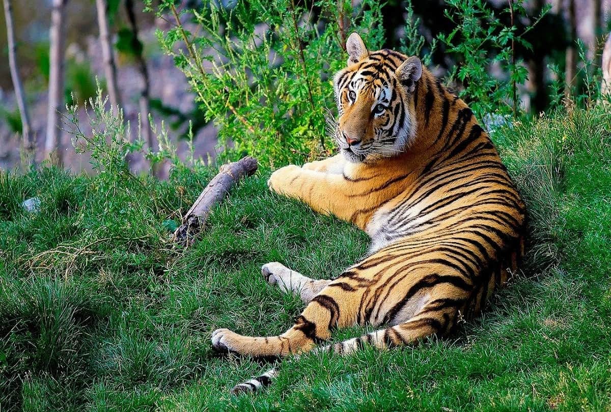 A Tiger named Walker travels 3000 km in search of partner