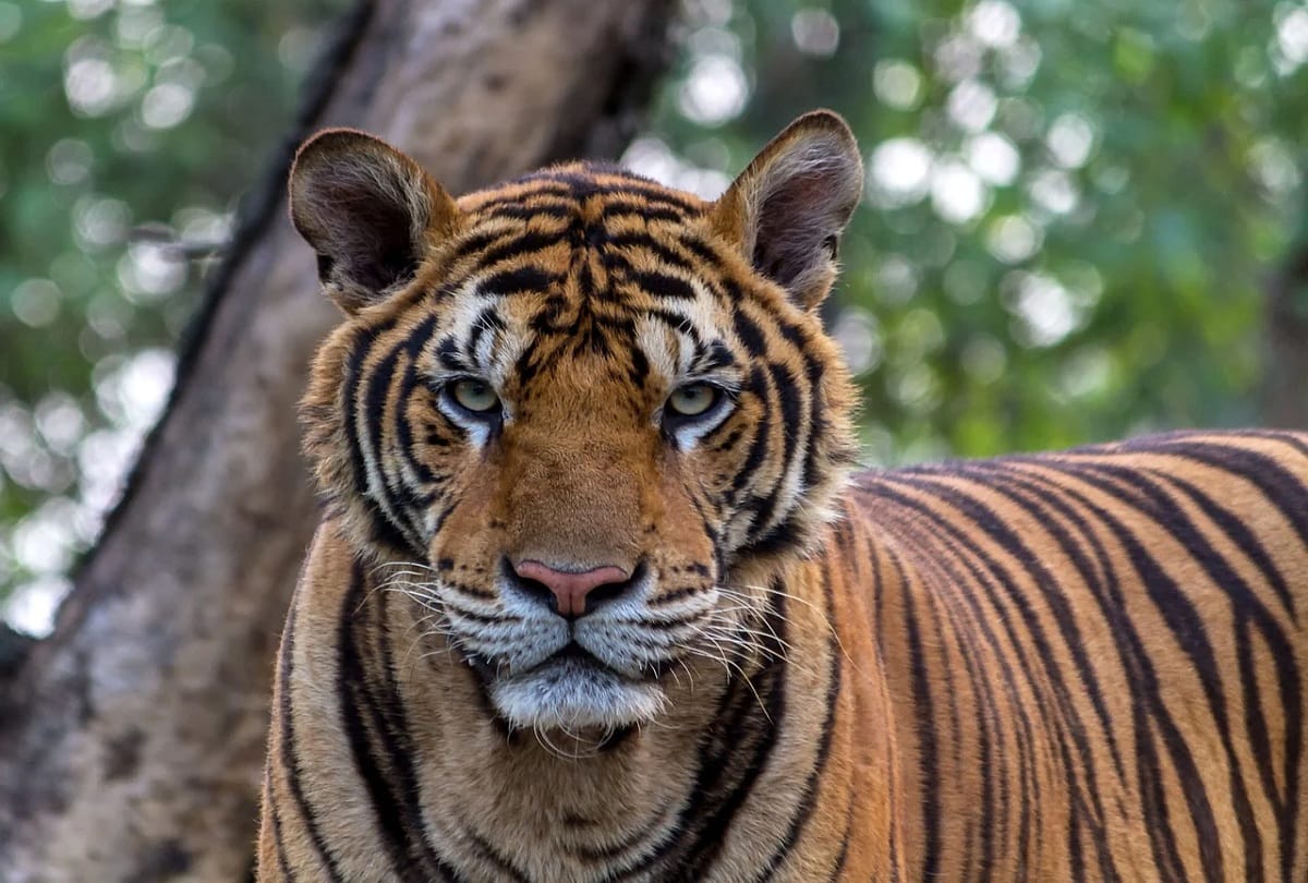 Tiger Reserve: 72749 sq km land for tigers, government spending Rs 34000 lakh