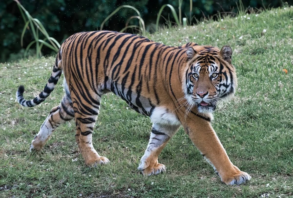 international tiger day 2020 theme history and significance, World s 70 percent tiger in india