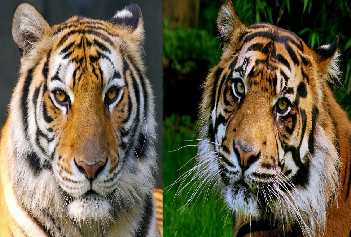 International Tiger Day 2020, Tigers can grow five times more in india