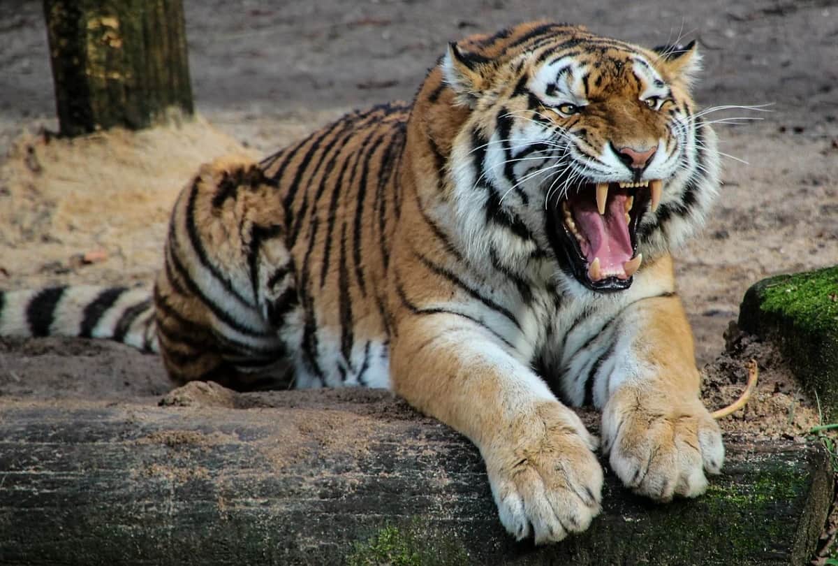 A Tiger named Walker travels 3000 km in search of partner
