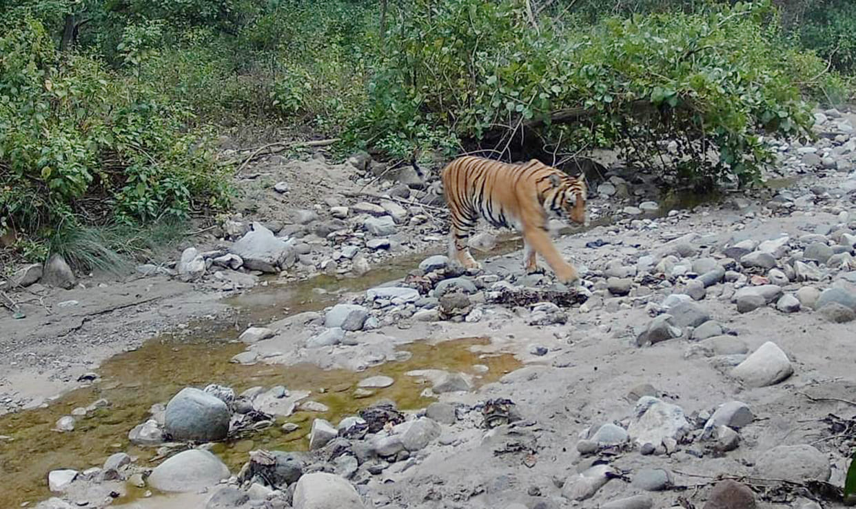 Royal Bengal tiger roar in Amangarh