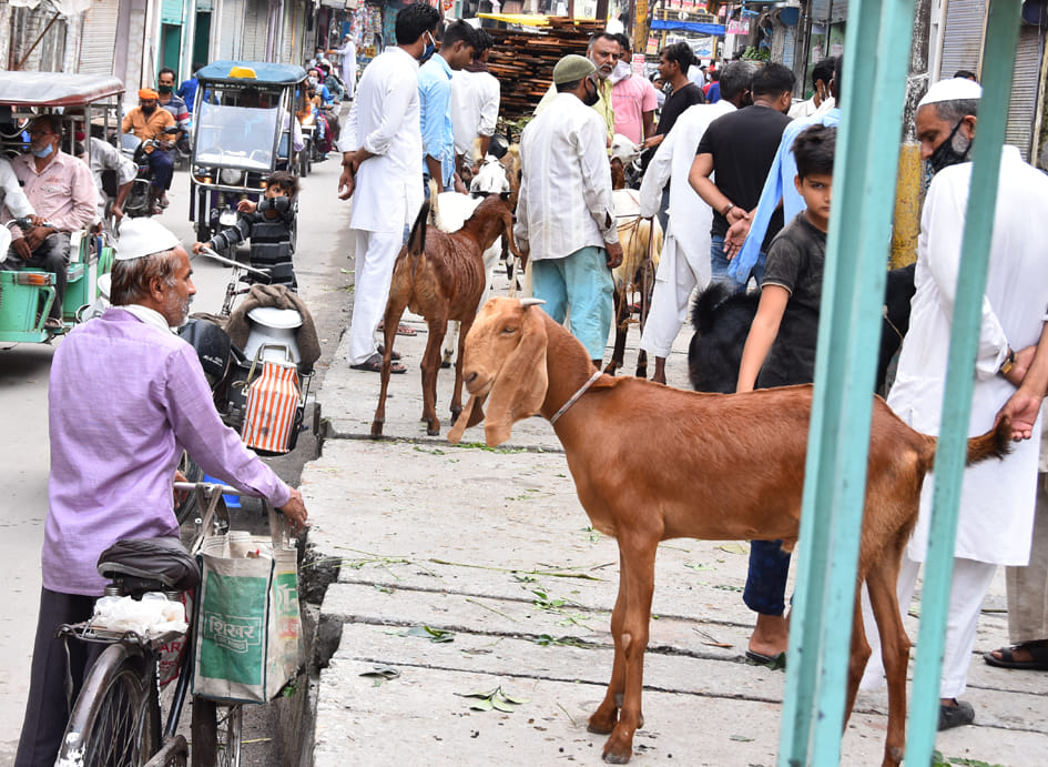 Demand for Totapri, Rajasthani and Amritsari goats to Qurbani