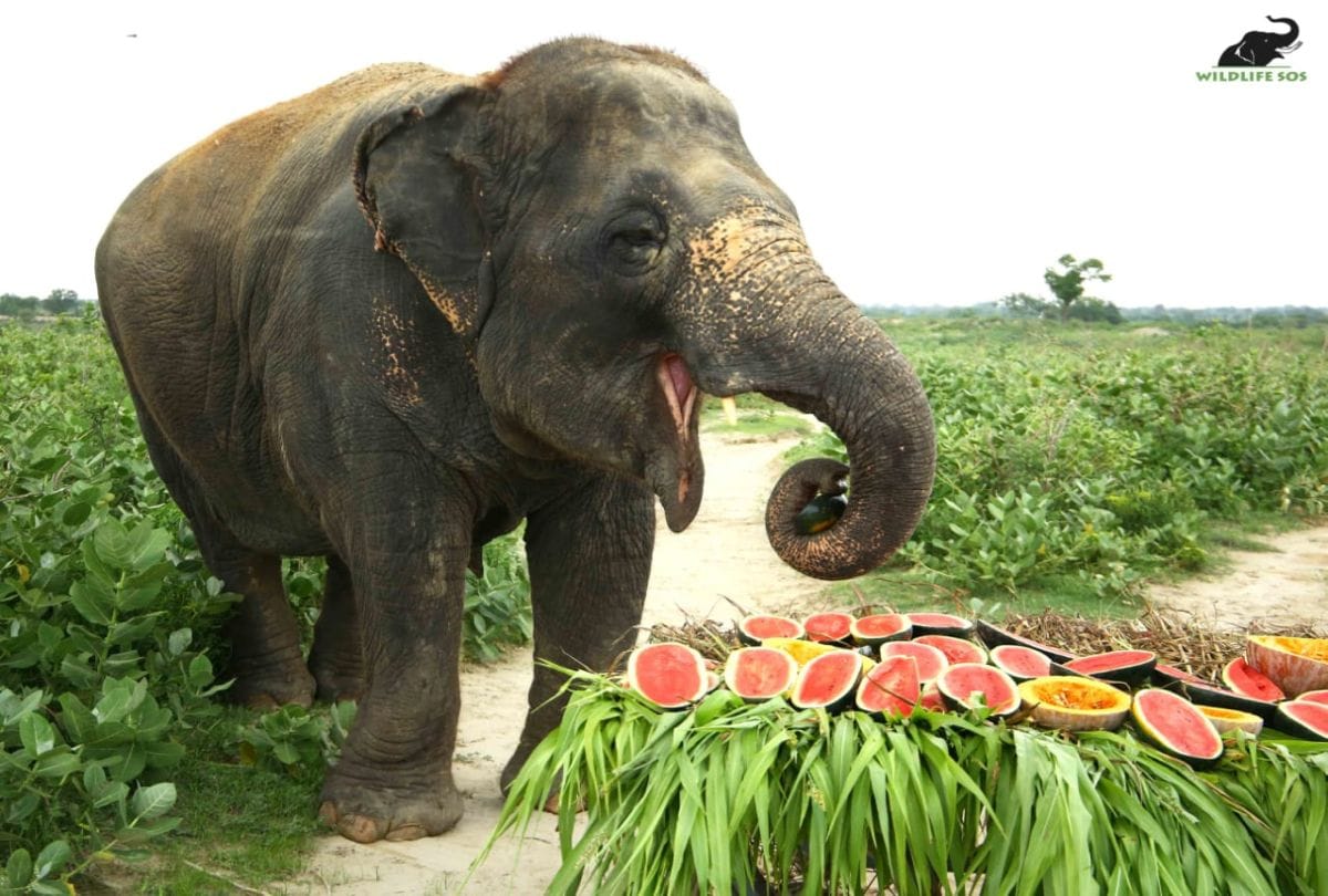 Laxmi Elephant Celebrate 7th Birthday