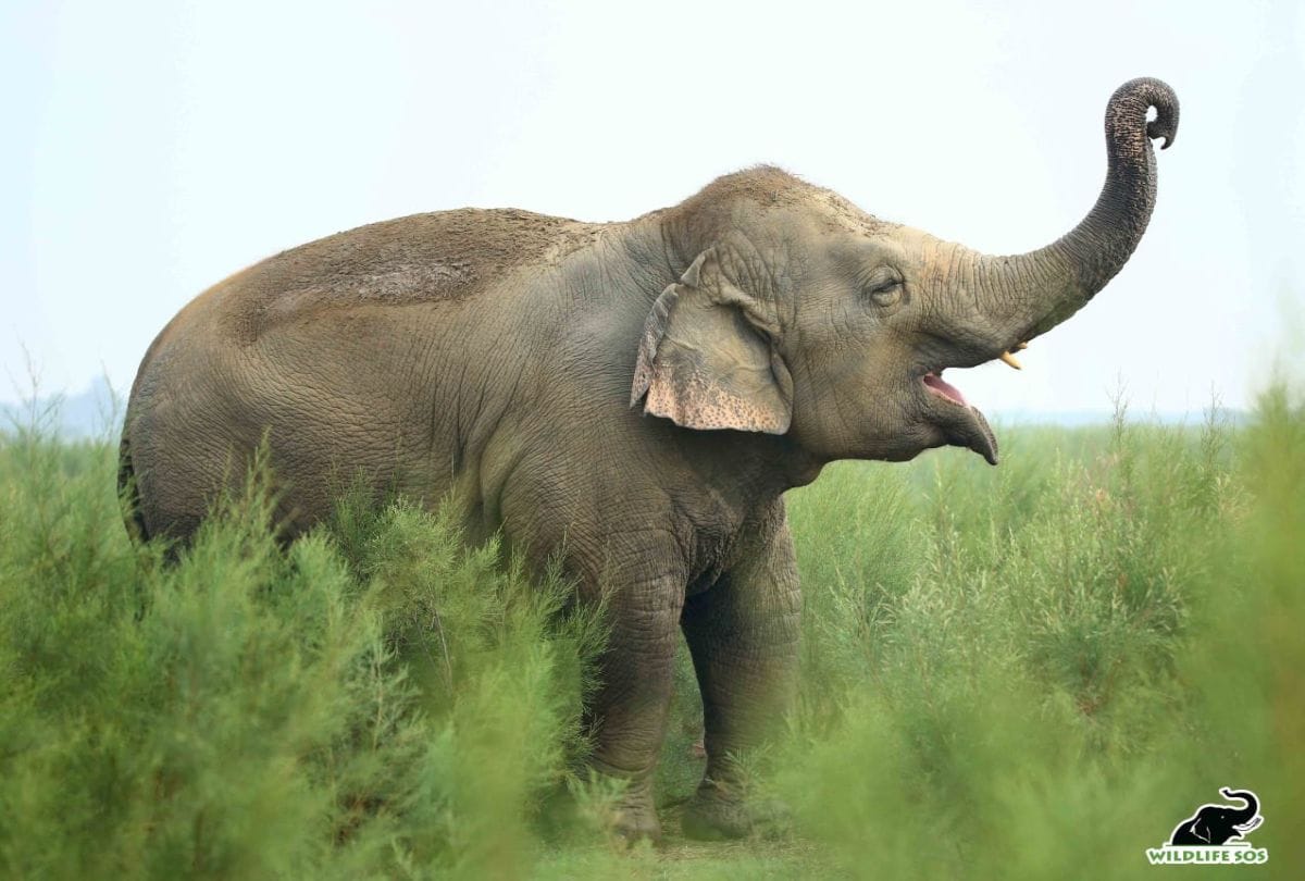 Laxmi Elephant Celebrate 7th Birthday