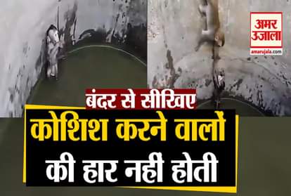 After trying hundreds of times this monkey saved his child's life