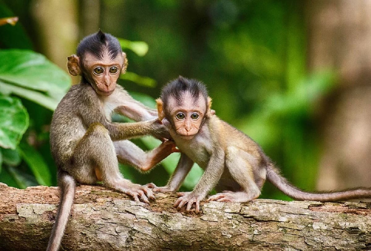 Coronavirus vaccine updates in hindi Report says Moderna vaccine protects 16 monkeys in trial know the price of   us vaccine mRNA 1273