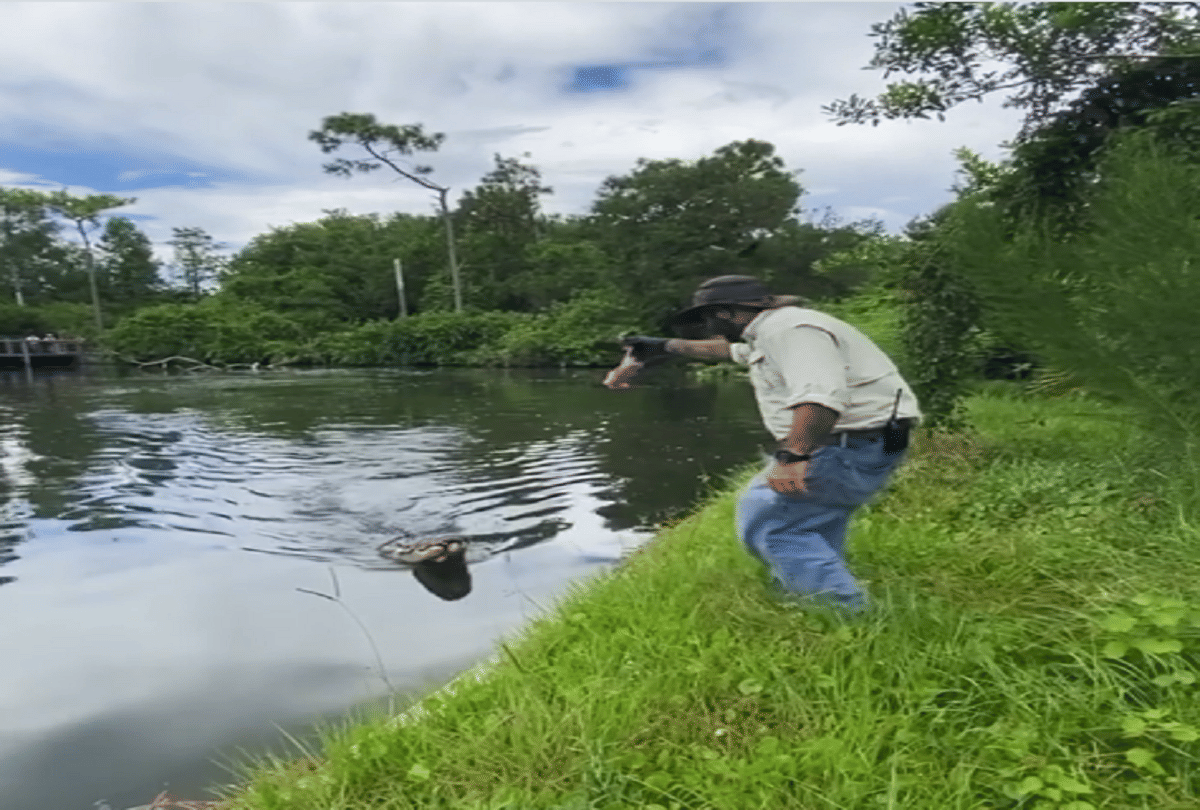 crocodiles jump for grab food from trainer hand video goes viral on social media