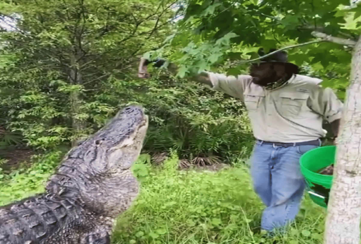 crocodiles jump for grab food from trainer hand video goes viral on social media