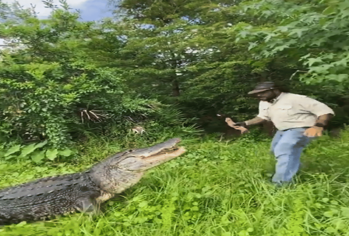 crocodiles jump for grab food from trainer hand video goes viral on social media