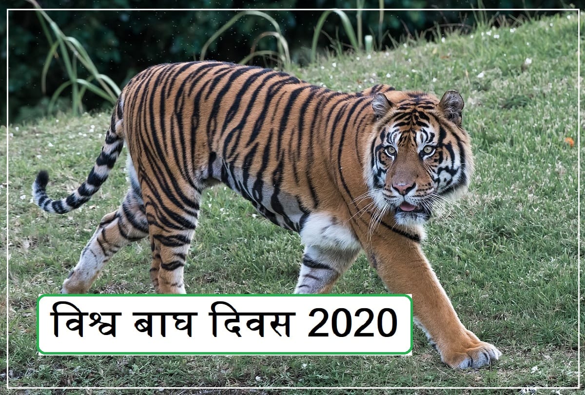 international tiger day 2020 significance importance india's story of successful tiger conservation