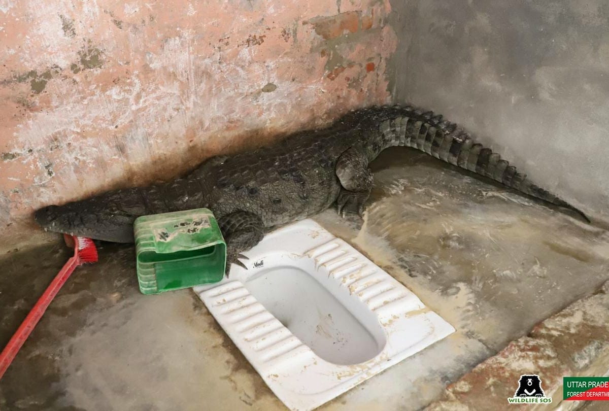 Thrissur : Crocodile Reached In Verandah Of House In Kerala, Forest Department Carried It Into River