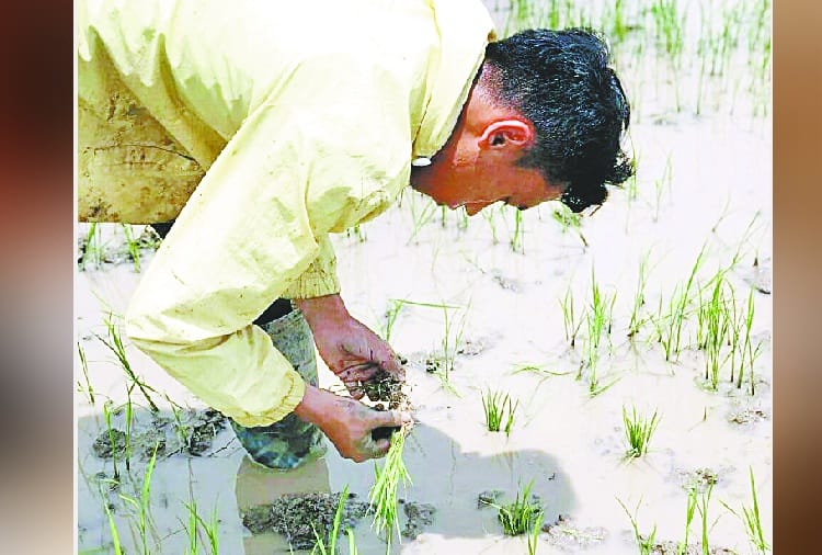 Captain of the World Cup under-17 football team work in Paddy