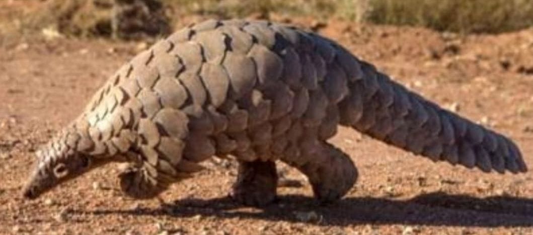 Haridwar news: Pangolin seen in camera trap in Rajaji Park