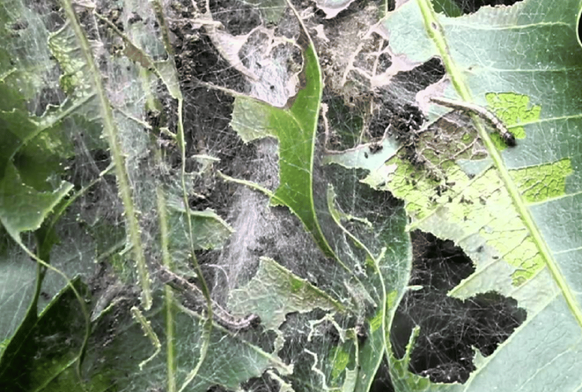 Outbreak of Leaf Webber in Bihar now, Department of Agriculture issued advisory