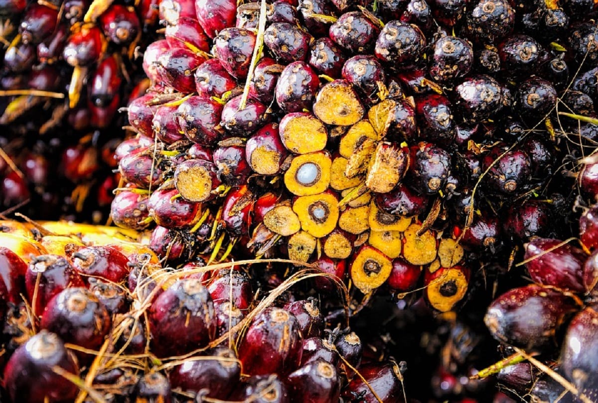 Palm oil is considered magical malaysia says it is God gift
