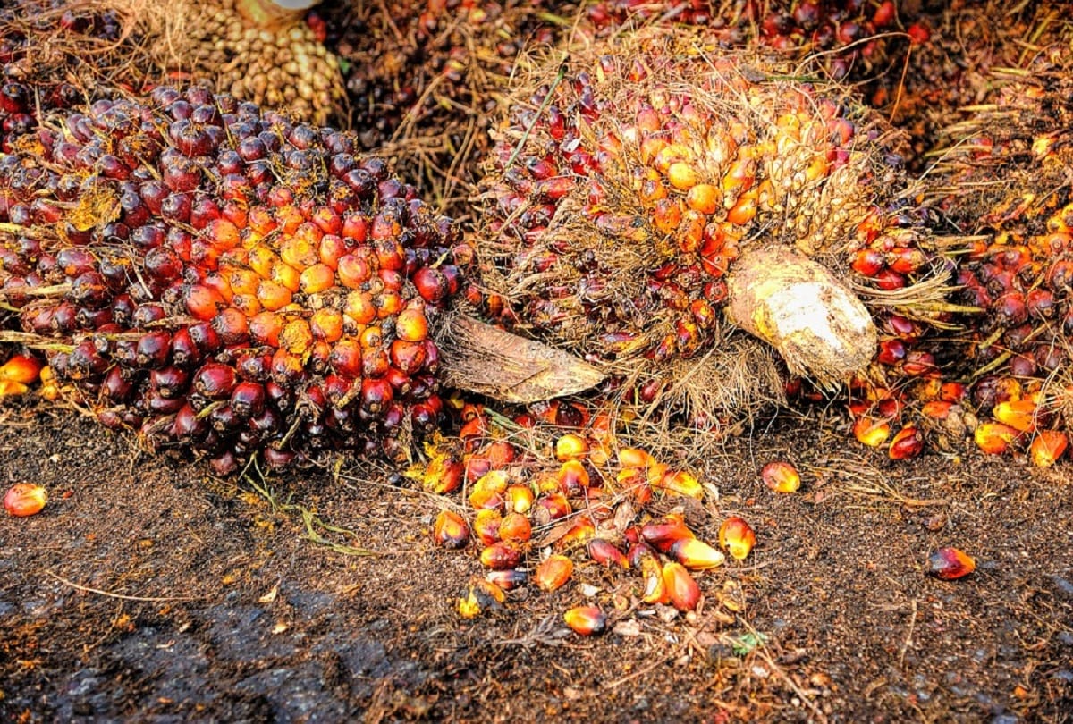 Palm oil is considered magical malaysia says it is God gift