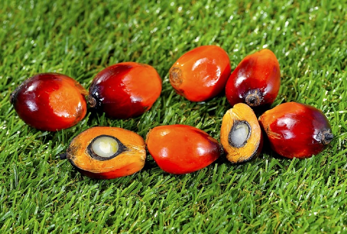 Palm oil is considered magical malaysia says it is God gift
