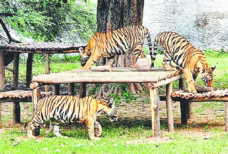 International Tiger Day, Tiger Kids in Chhatbir Zoo Zirakpur