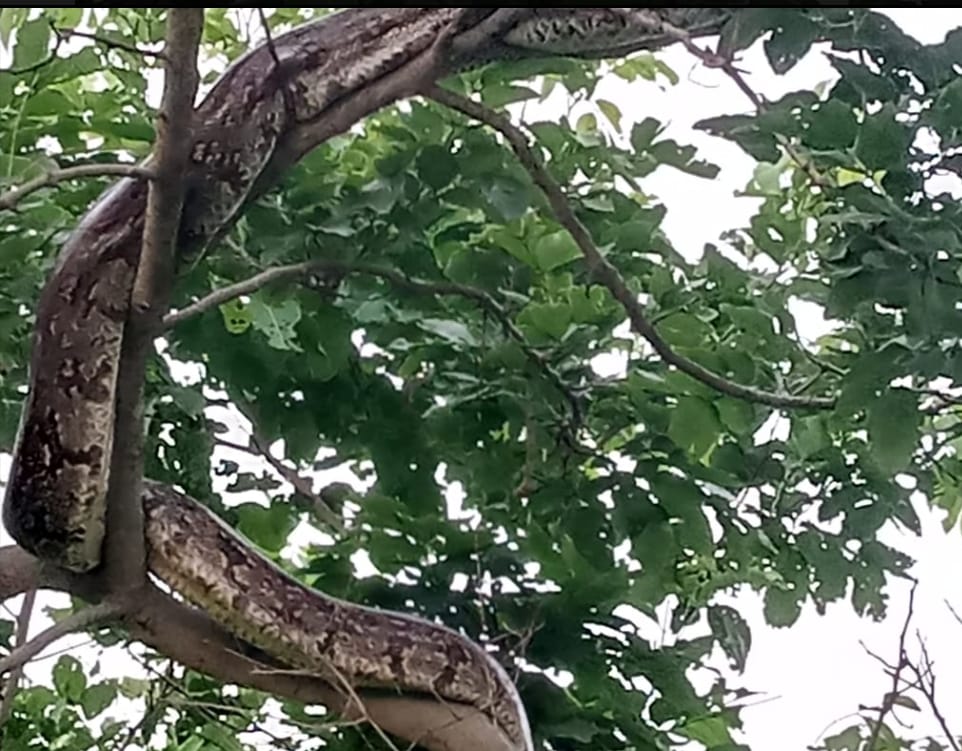 Python makes goat a mole, video goes viral