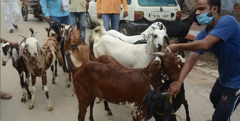 Administration alert on Bakrid, goat market is not allowed in the tourists