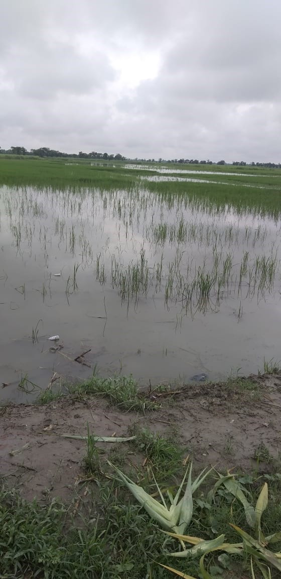 majhana nala overflow, crop dipped